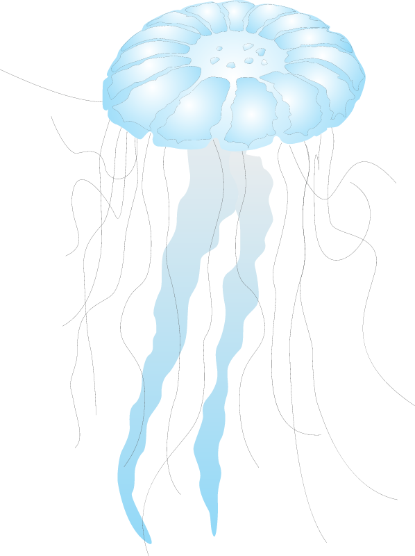 水母