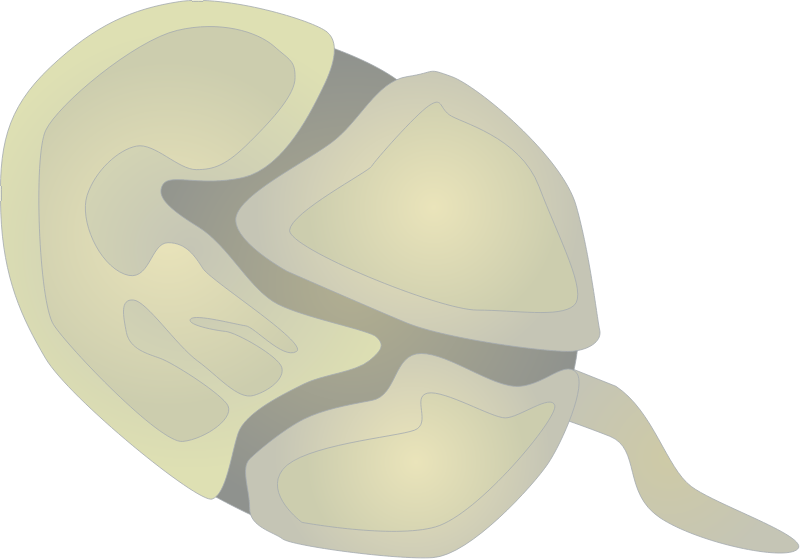 Karlodinium Micrum