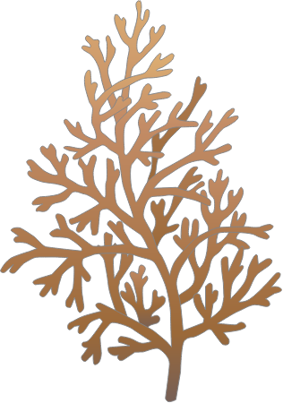 Laurencia Obtusa