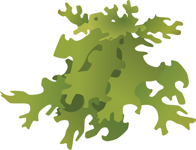 Lobaria Pulmonaria