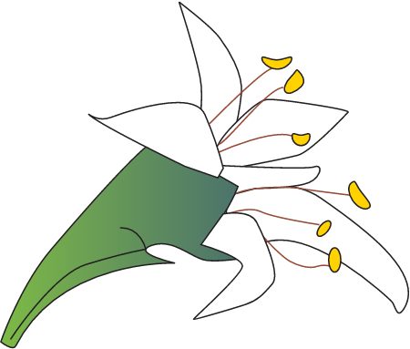 Lumnitzera Racemosa Flower