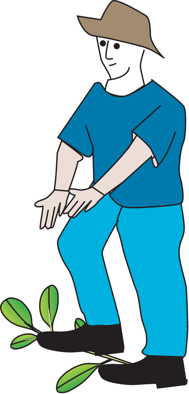 Mangrove Direct Damage Effects