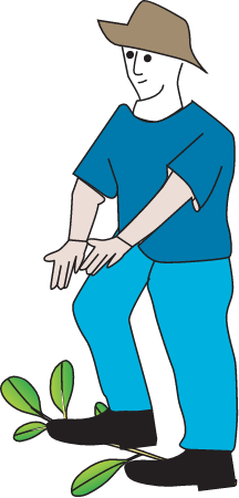 Mangrove Direct Damage Effects