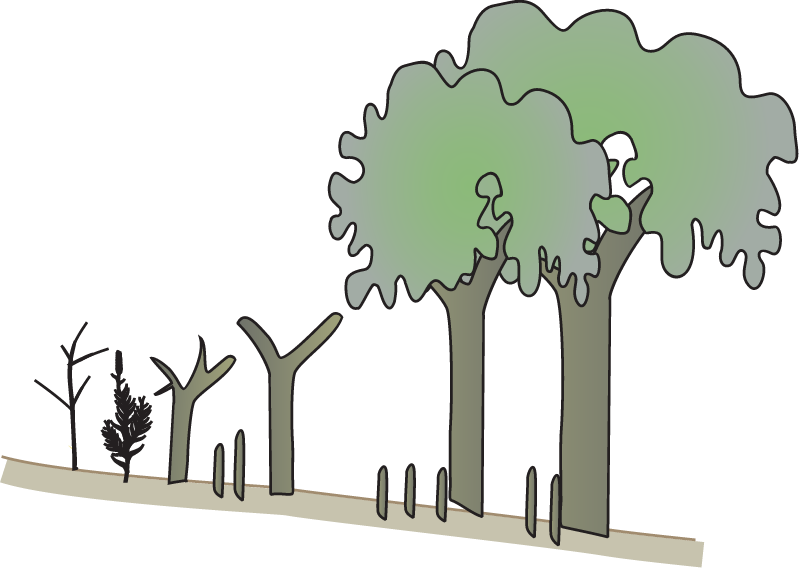 Mangrove Ecotone Shift Effects