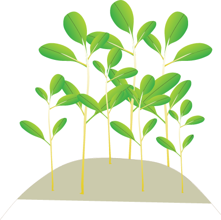 Mangrove Gain Effects