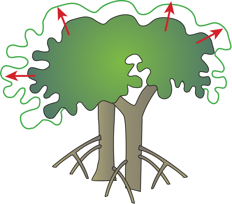 Mangrove Growth