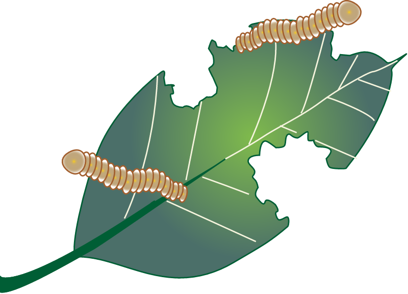 Mangrove Insect Damage Effects