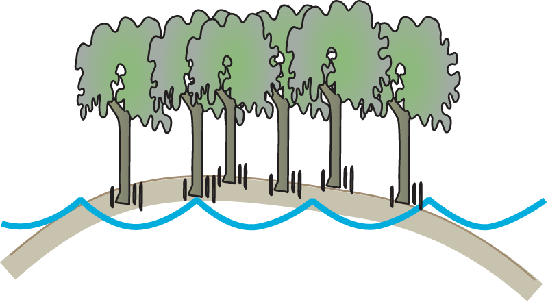 Mangrove Loss Effects