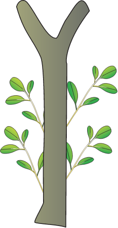 Mangrove Species Specific Effects