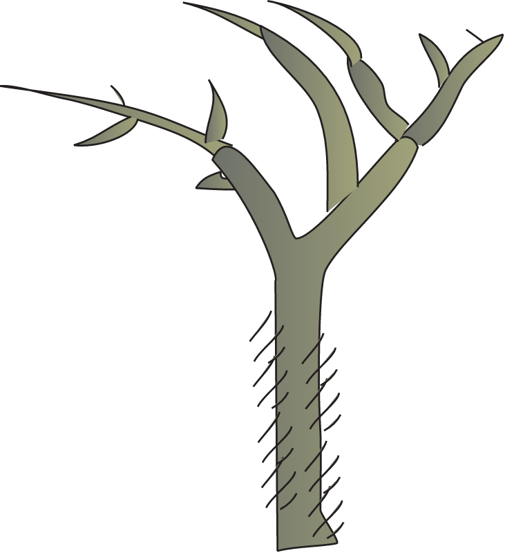 Mangrove Storm Damage Effects