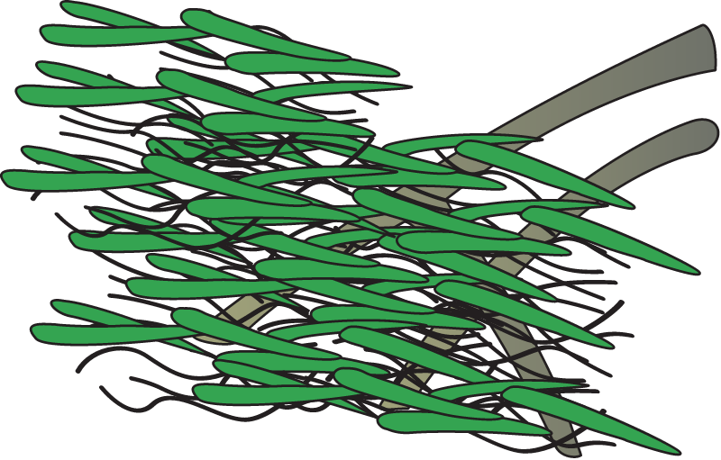 Mangrove Wrack Accumulation Effects