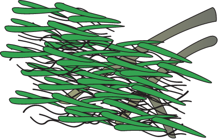 Mangrove Wrack Accumulation Effects