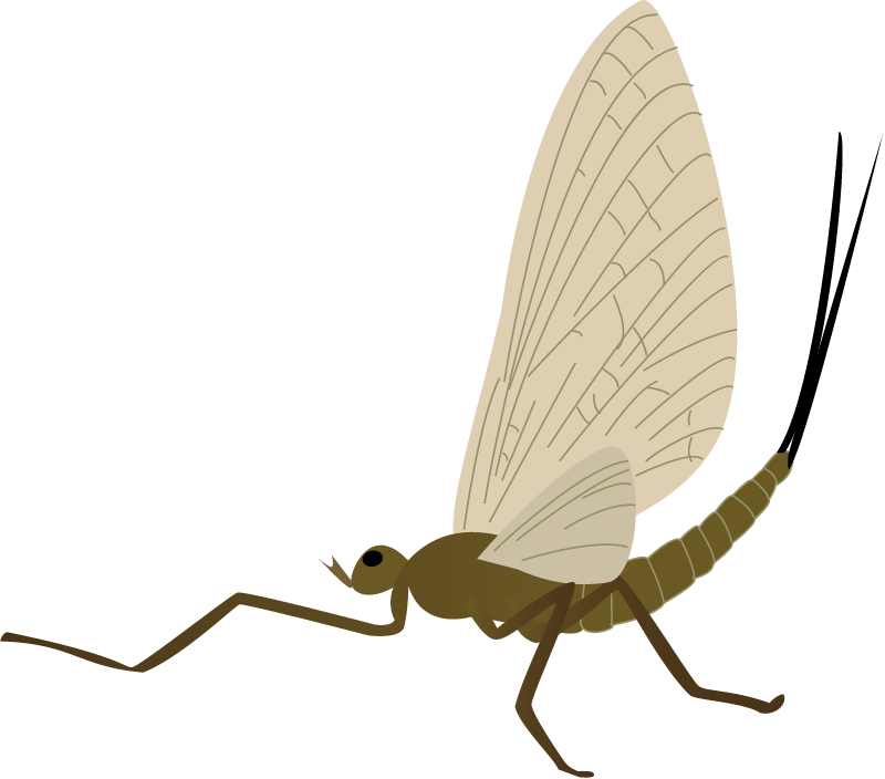 Mayfly Adult