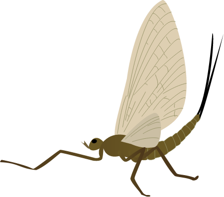 Mayfly Adult