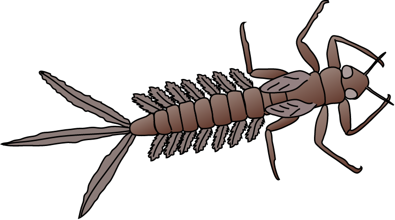Mayfly Larva