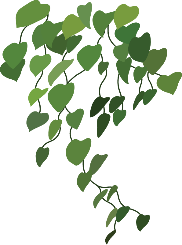 Merremia Peltata