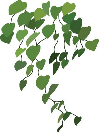 Merremia Peltata