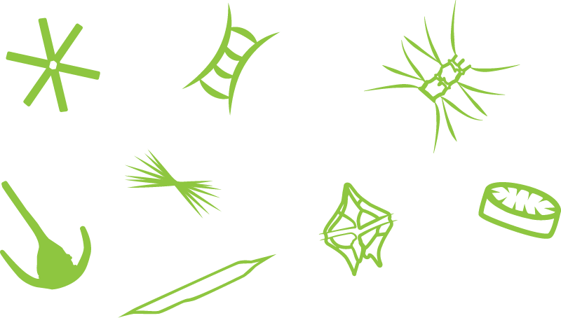 Mixed Phytoplankton Community Coloured