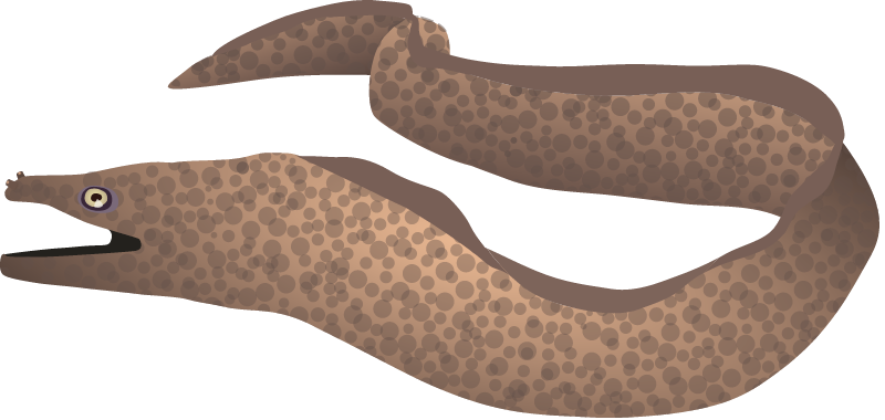 Moray Eel