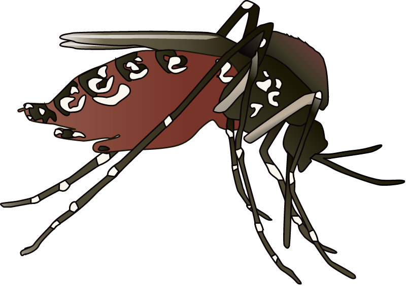 Mosquito