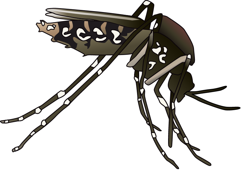 Mosquito