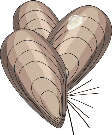 Mussels