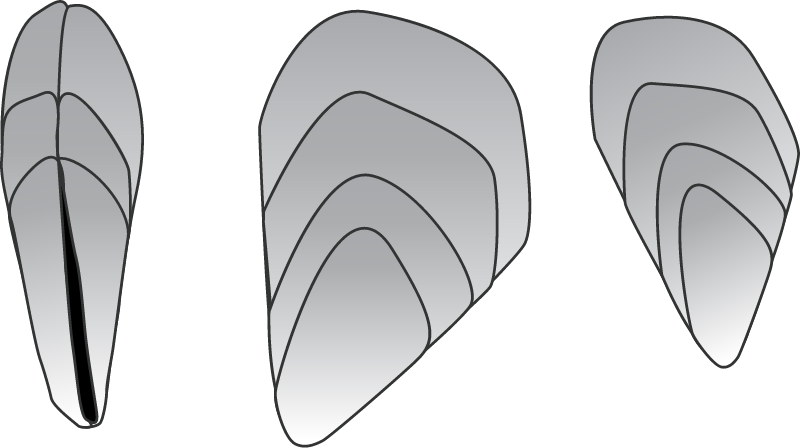 Mussels