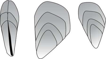 Mussels