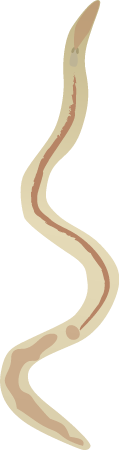 Nematode