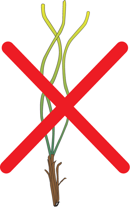 No Propagule Colonisation