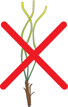 No Propagule Colonisation