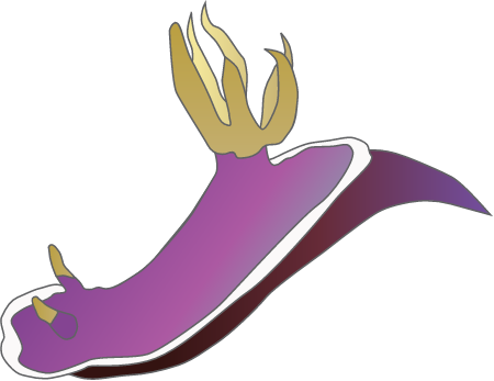 Nudibranch