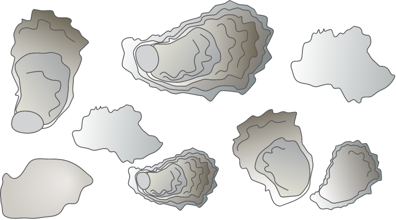 Oyster Buried Shell