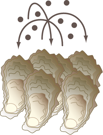 Oyster Disease Transmission