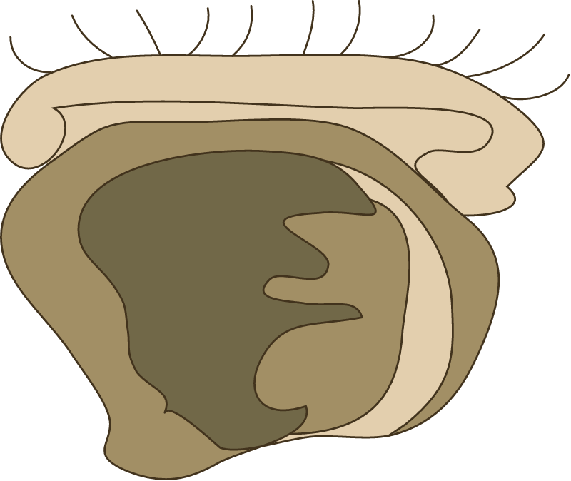 Oyster Larvae