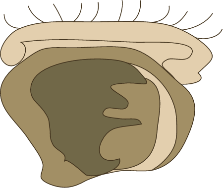 Oyster Larvae