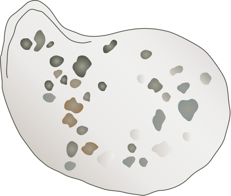 Oyster Spat On Shell
