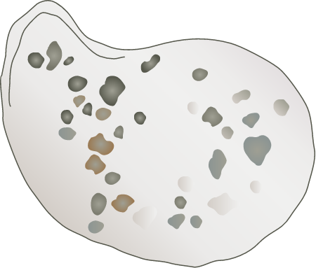 Oyster Spat On Shell
