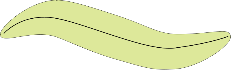 Pennate Diatom