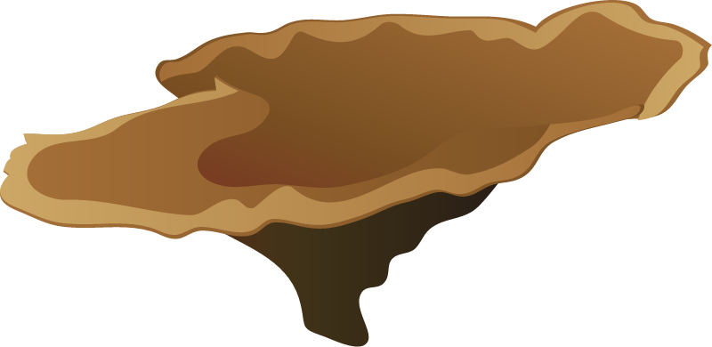 Plate Coral