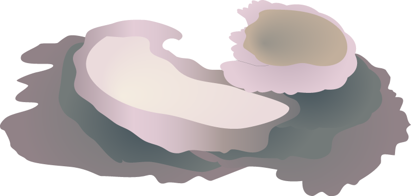Plate Coral