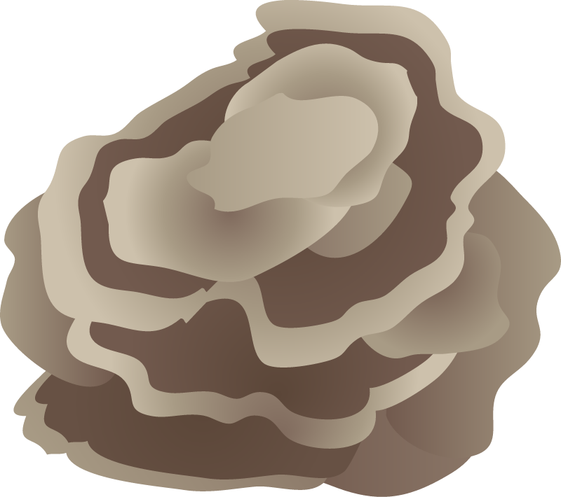 Plate Coral