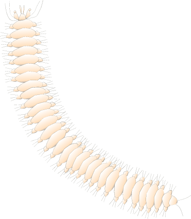 Polychaete