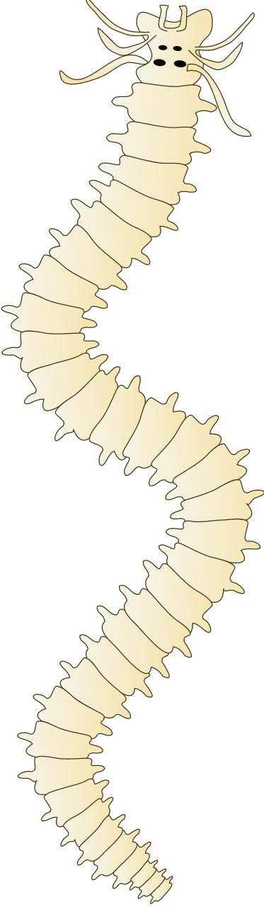 Polychaete