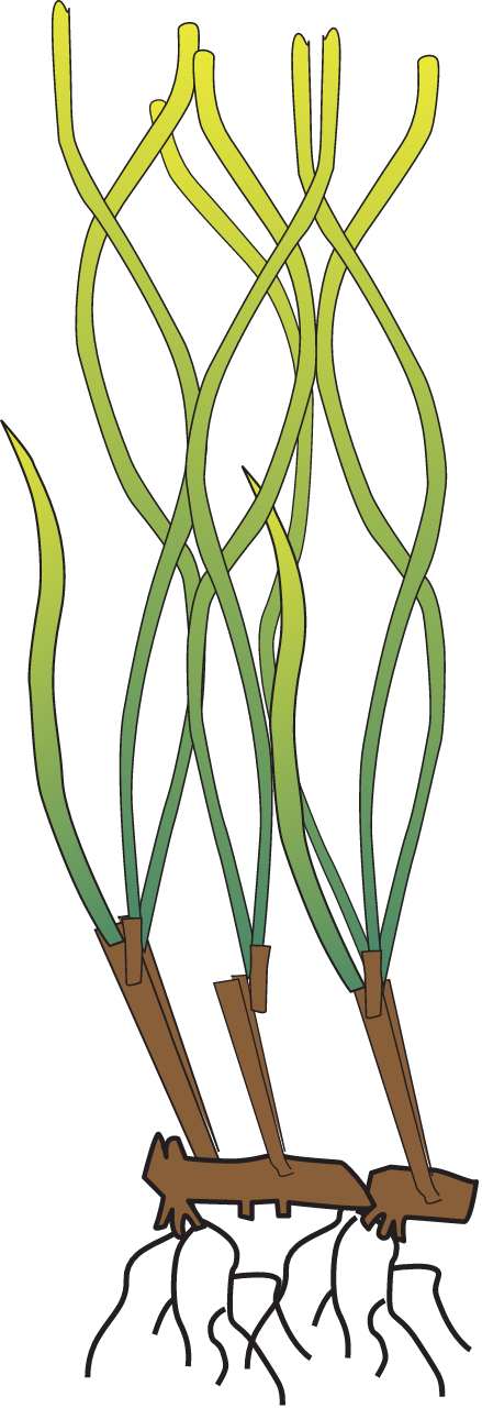 Posidonia angustifolia