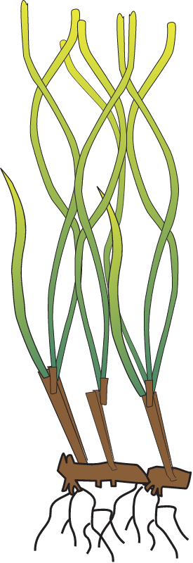Posidonia angustifolia