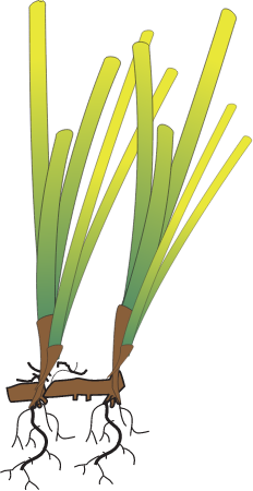 Posidonia Australis