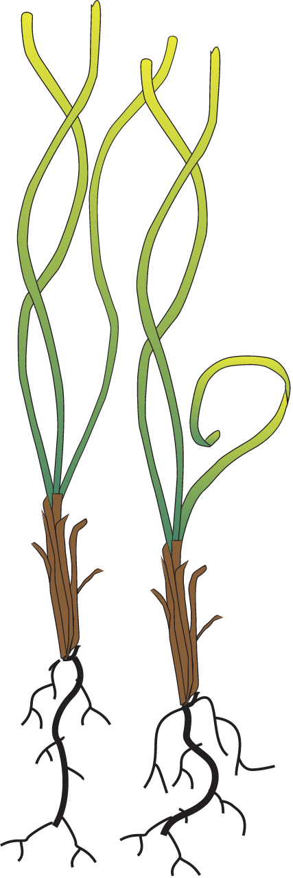 Posidonia Coriacea