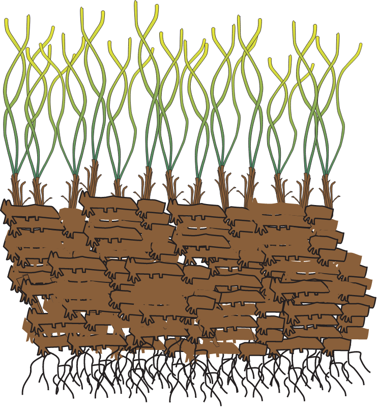 Posidonia Oceanica Growing on Matte