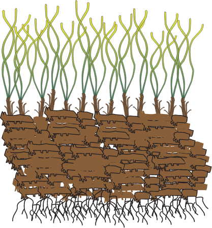 Posidonia Oceanica Growing on Matte